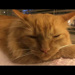 Meet your Posher, Tamara